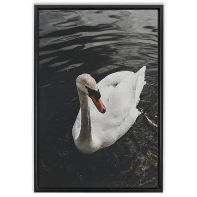 product image for Swan Framed Canvas 60