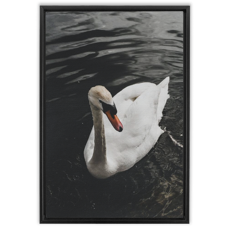 media image for Swan Framed Canvas 283