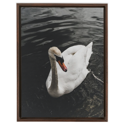 product image for Swan Framed Canvas 37