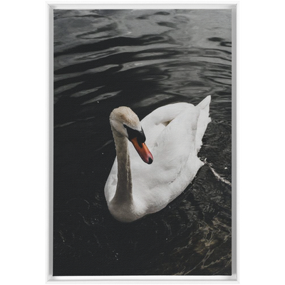 product image for Swan Framed Canvas 70