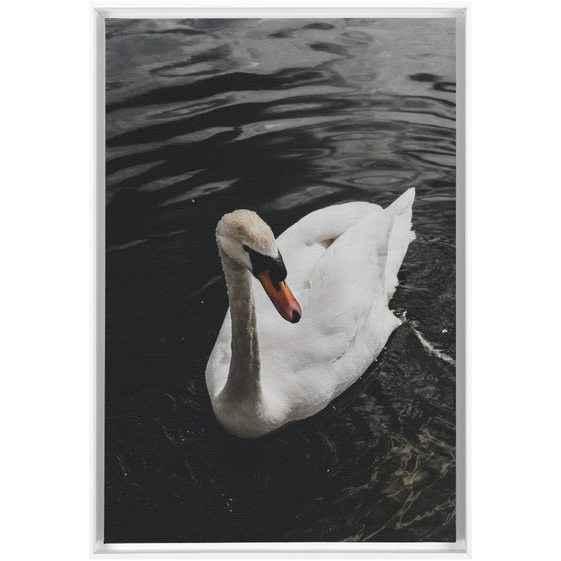 media image for Swan Framed Canvas 238