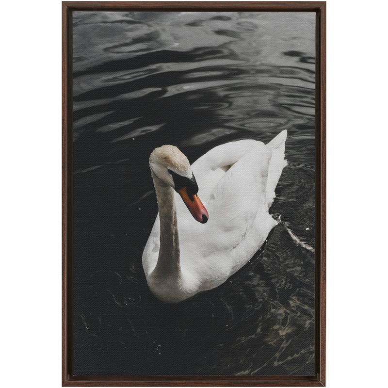 media image for Swan Framed Canvas 249