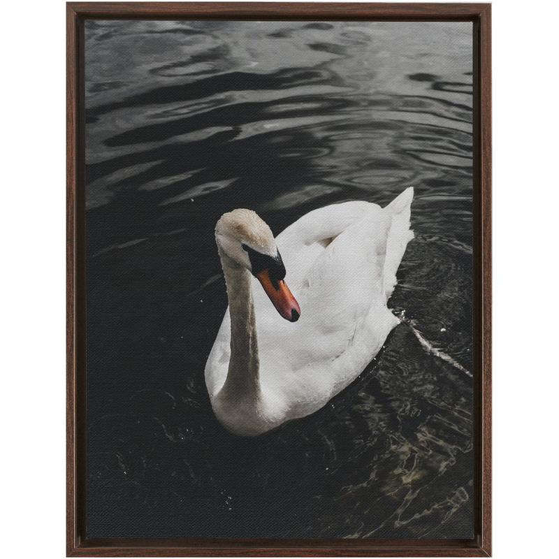 media image for Swan Framed Canvas 232