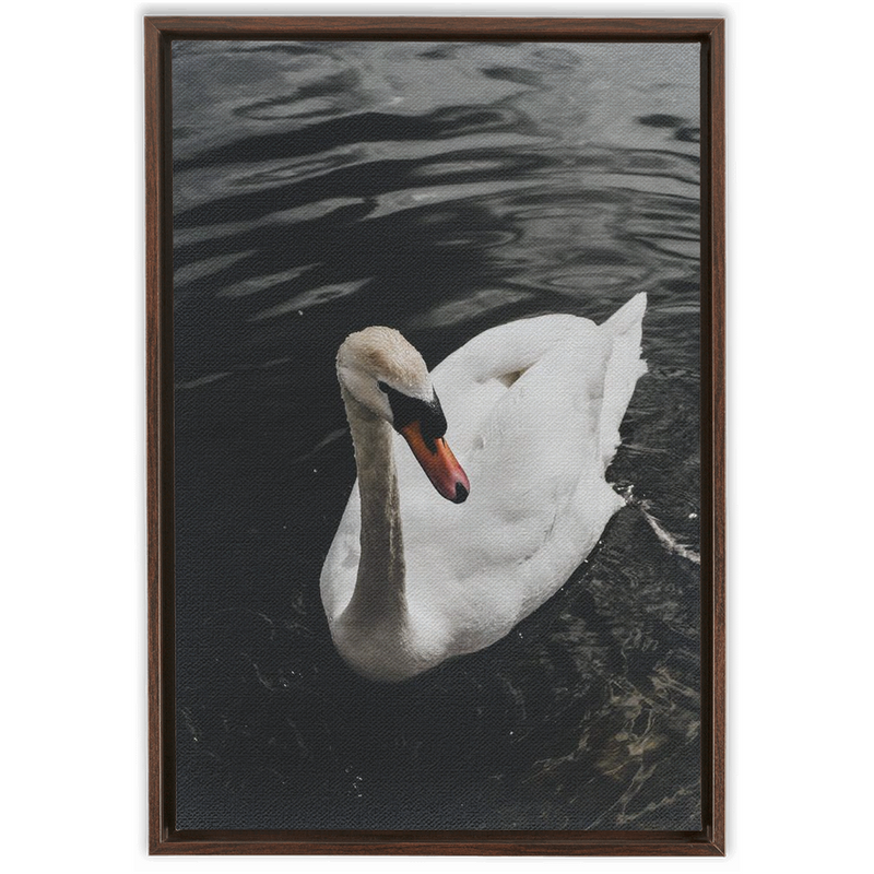 media image for Swan Framed Canvas 293