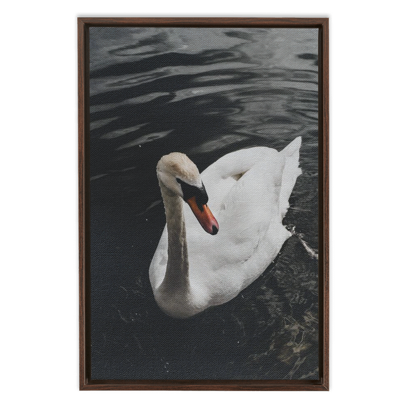 media image for Swan Framed Canvas 218