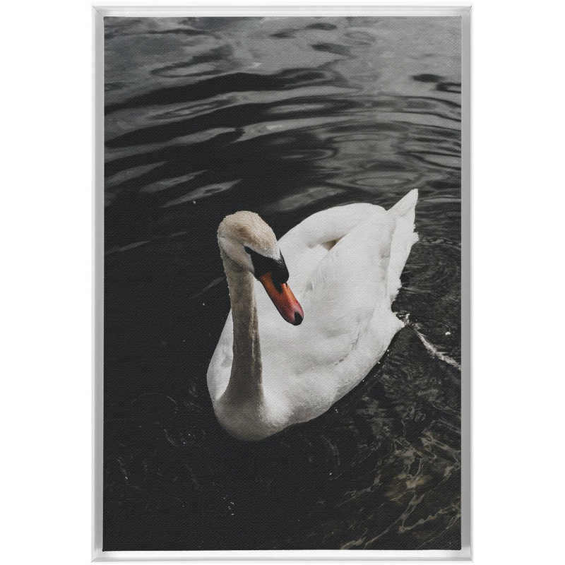 media image for Swan Framed Canvas 276