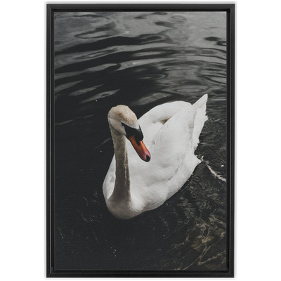 product image for Swan Framed Canvas 54