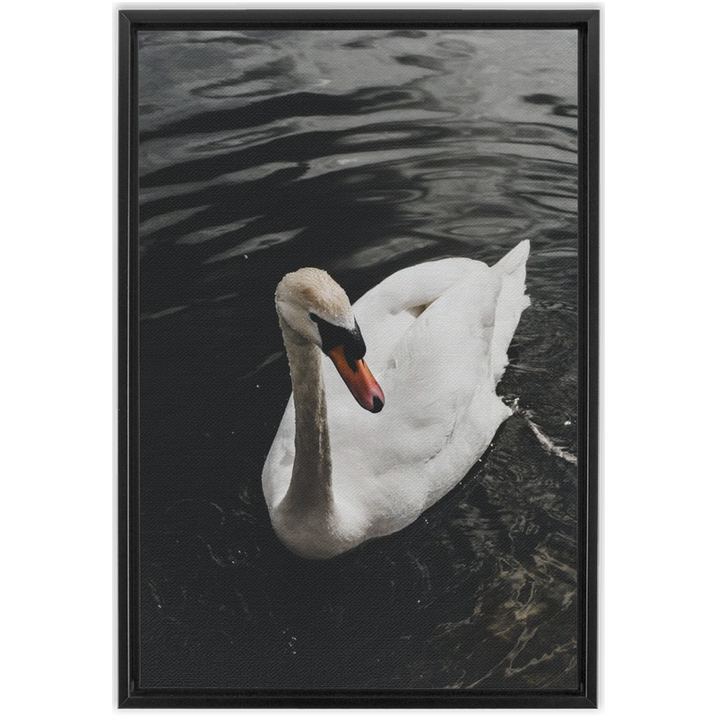 media image for Swan Framed Canvas 270