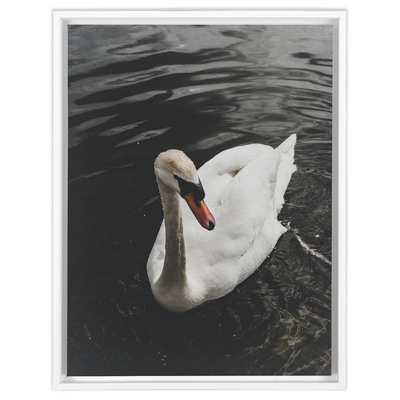 product image for Swan Framed Canvas 32