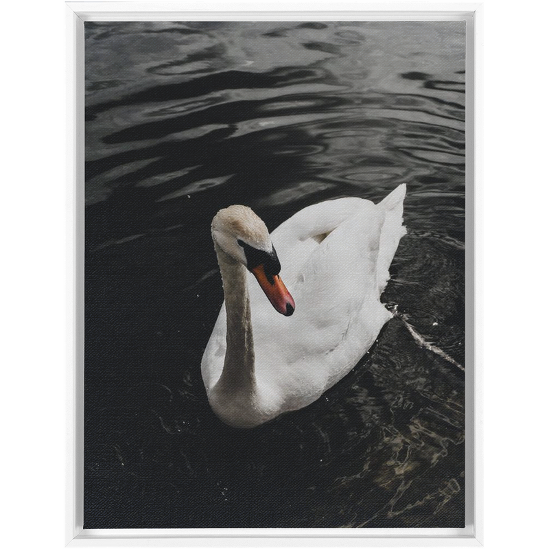 media image for Swan Framed Canvas 211