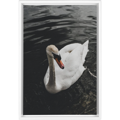 product image for Swan Framed Canvas 0