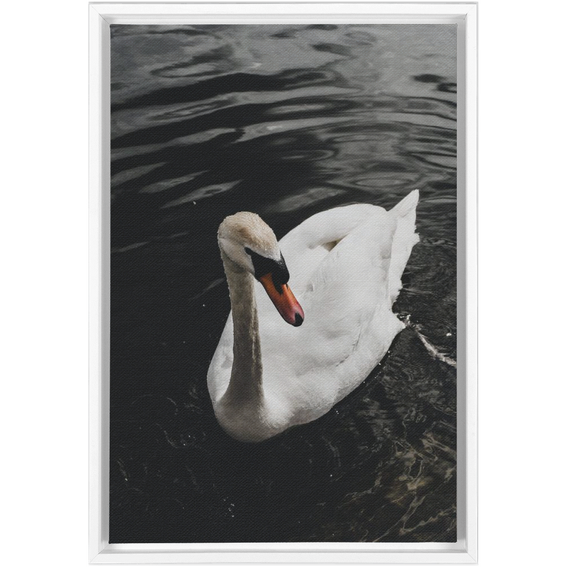 media image for Swan Framed Canvas 254