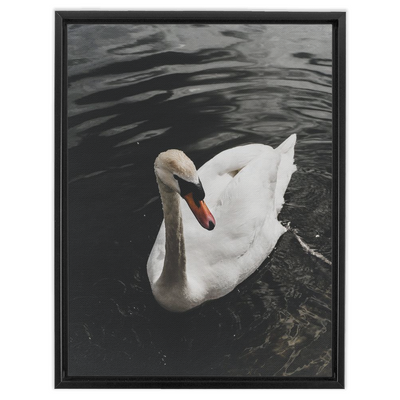 product image for Swan Framed Canvas 94