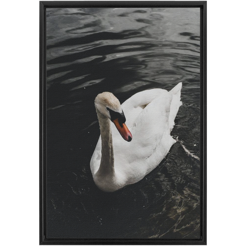 media image for Swan Framed Canvas 280