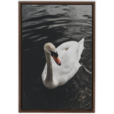 product image for Swan Framed Canvas 17