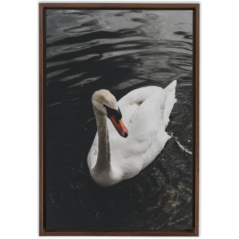 media image for Swan Framed Canvas 26