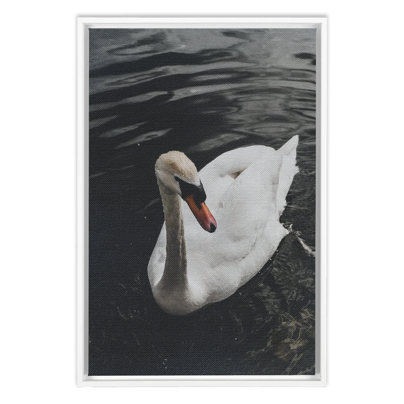 media image for Swan Framed Canvas 24