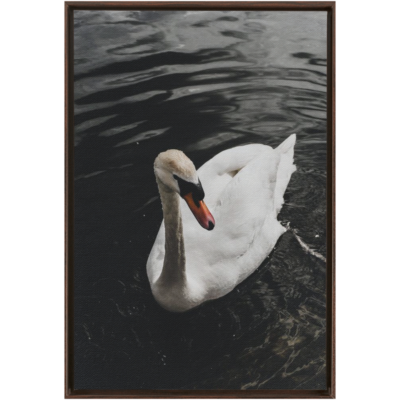 media image for Swan Framed Canvas 282