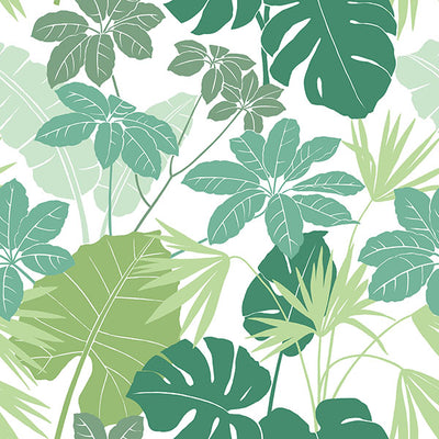 product image of Medellin Green Rainforest Floor Wallpaper 538