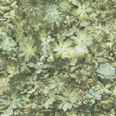 product image of Succulents Wallpaper in Green from the Evergreen Collection by Galerie Wallcoverings 576