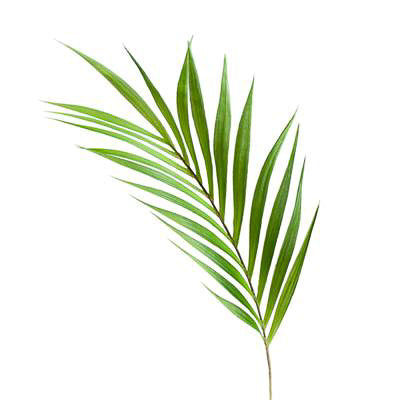 Shop Palm Leaf 36
