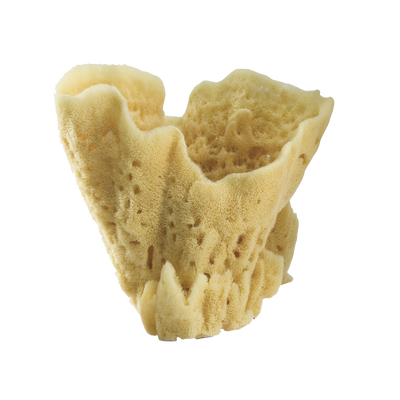 product image for display sponges 2 98