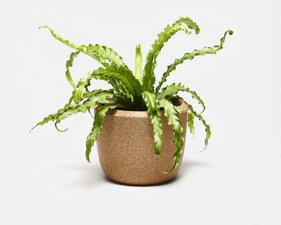 product image of cloud planter 1 577
