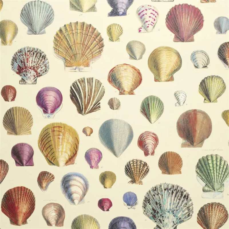 media image for Captain Thomas Browns Shells Sepia Wallpaper by John Derian for Designers Guild 236