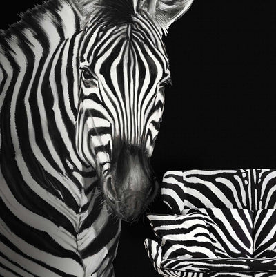 product image for Zebra Wall Mural in Lucia 64