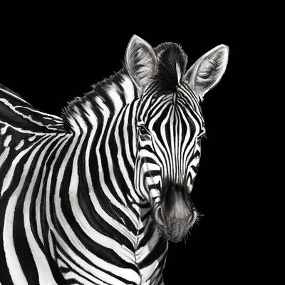 product image for Zebra Wall Mural in Lucia 41