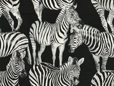 product image for Zebra Romance Wallpaper in Contrasto 41