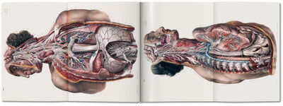product image for bourgery atlas of human anatomy and surgery 5 12