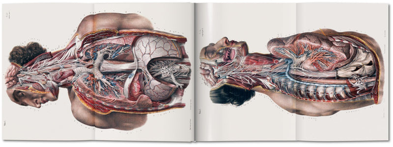 media image for bourgery atlas of human anatomy and surgery 5 246