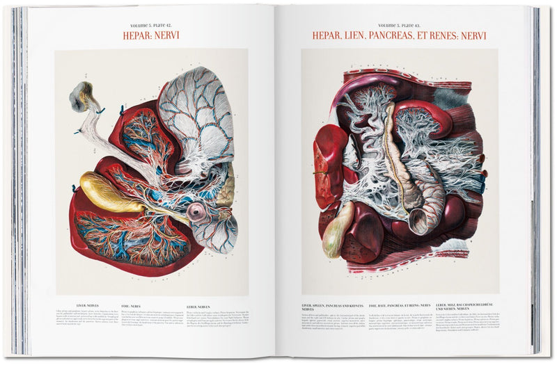 media image for bourgery atlas of human anatomy and surgery 6 213