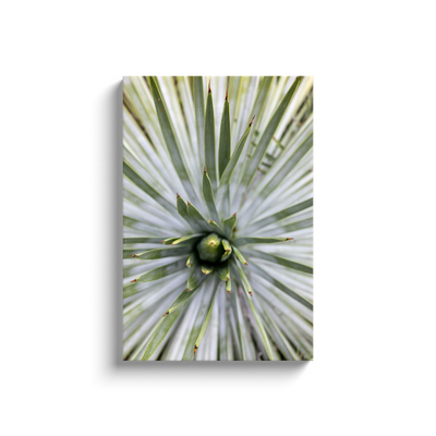 product image for yucca canvas print 4 98