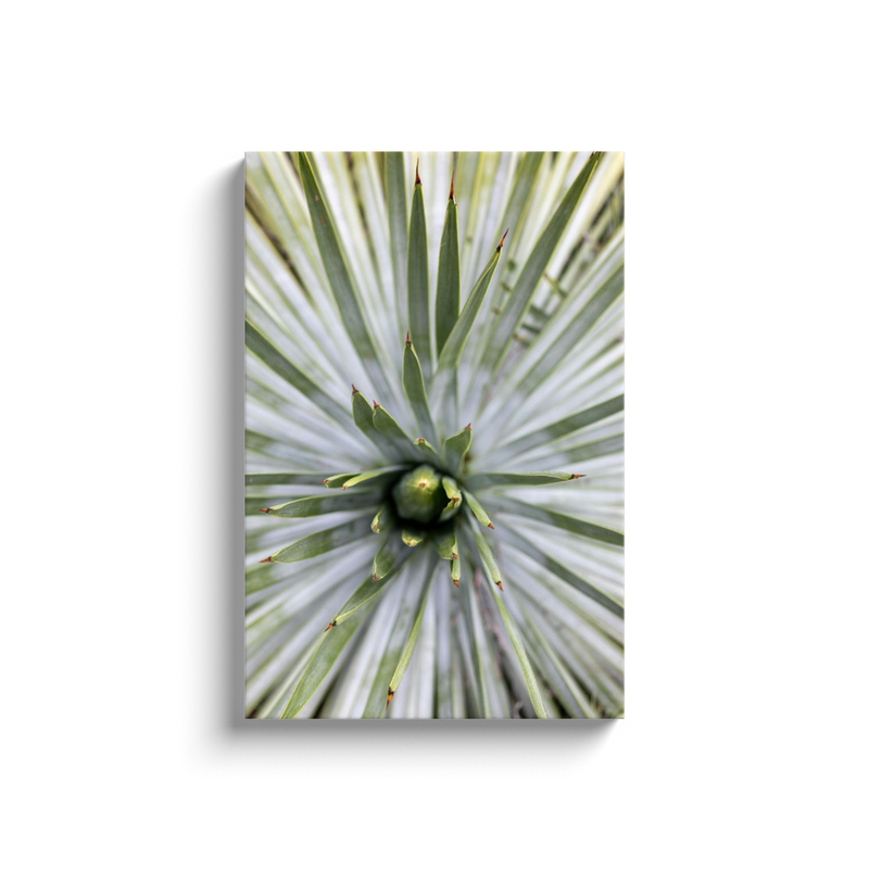 media image for yucca canvas print 4 238