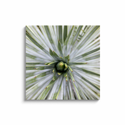 product image for yucca canvas print 9 66