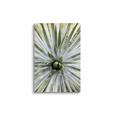 product image for yucca canvas print 10 40