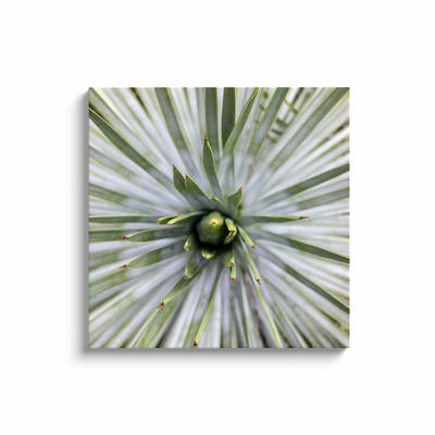 product image for yucca canvas print 8 66