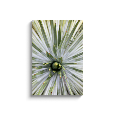 product image for yucca canvas print 6 93