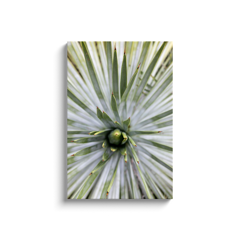 media image for yucca canvas print 6 20