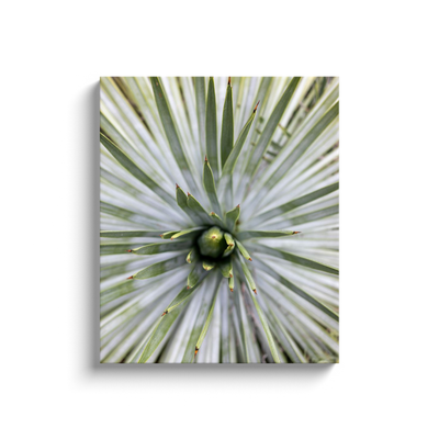 product image for yucca canvas print 5 12