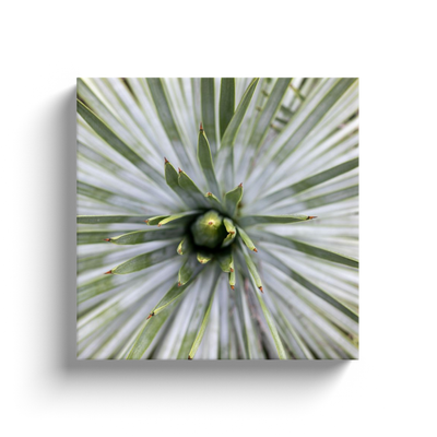 product image for yucca canvas print 2 62