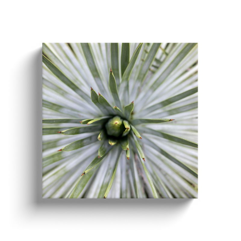 media image for yucca canvas print 2 230