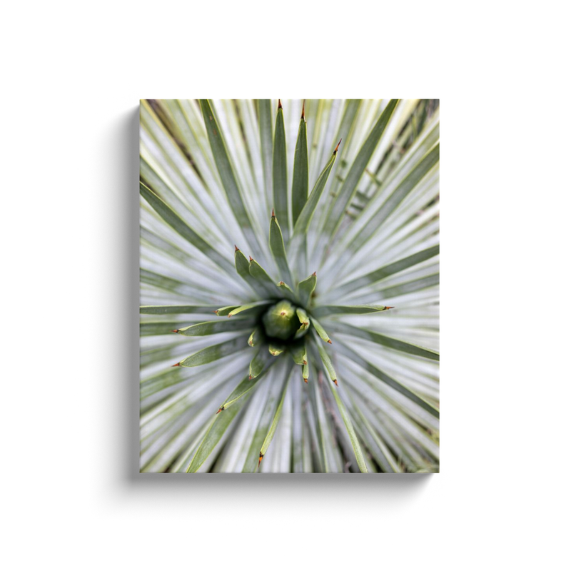 media image for yucca canvas print 3 247