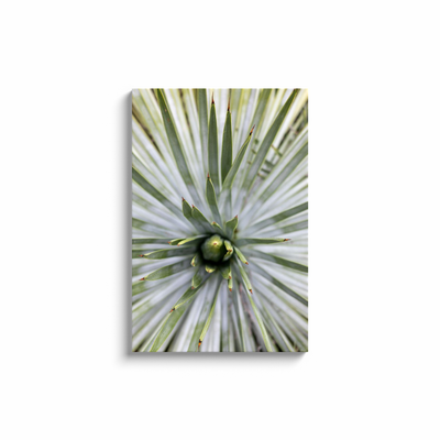 product image for yucca canvas print 7 61