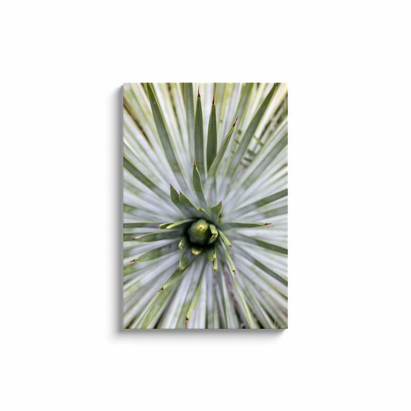 media image for yucca canvas print 7 243