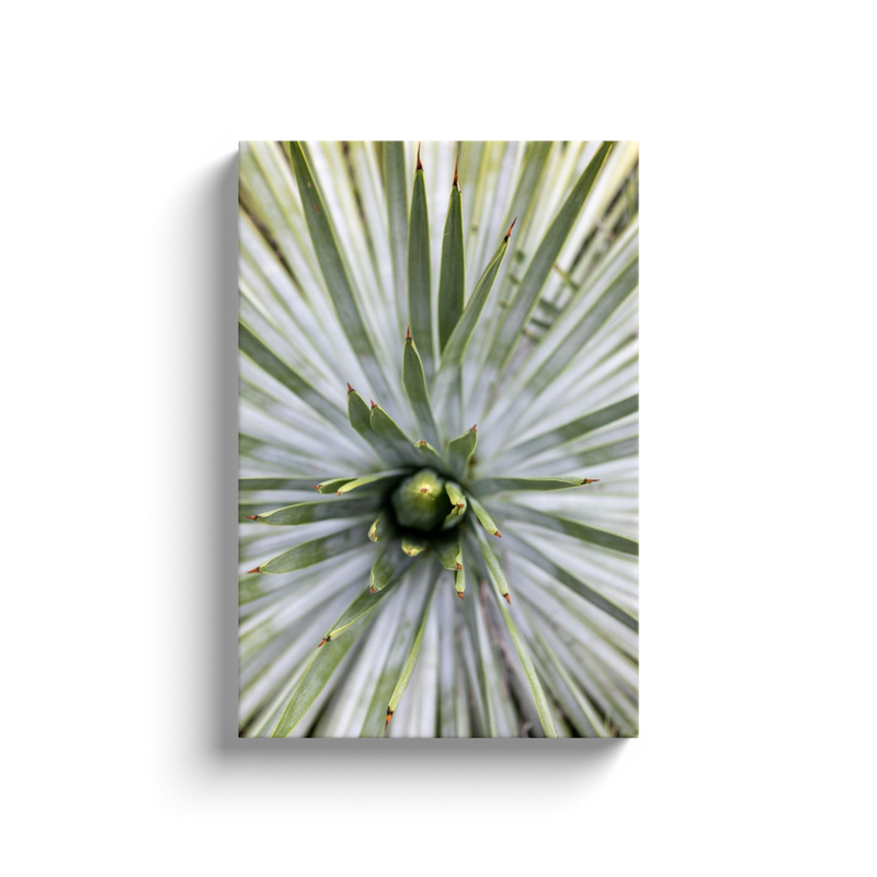 media image for yucca canvas print 1 221