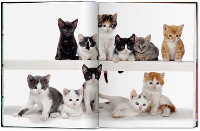 product image for walter chandoha cats photographs 1942 2019 3 1
