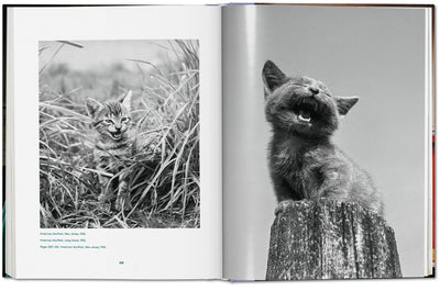 product image for walter chandoha cats photographs 1942 2019 16 17